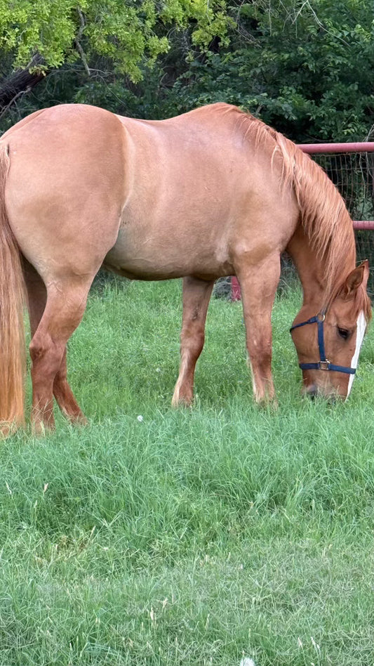 Rooster: From Rodeo Reject to Rider’s Dream