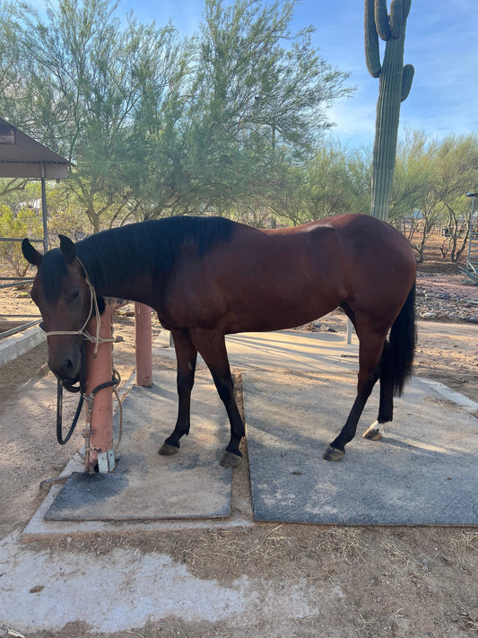 Gigi (aka Gucci Gang): The Filly Who Fought for Her Future