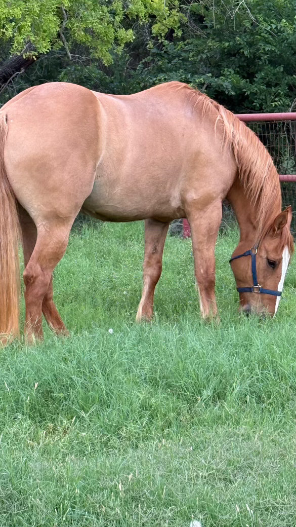 Rooster: From Rodeo Reject to Rider’s Dream